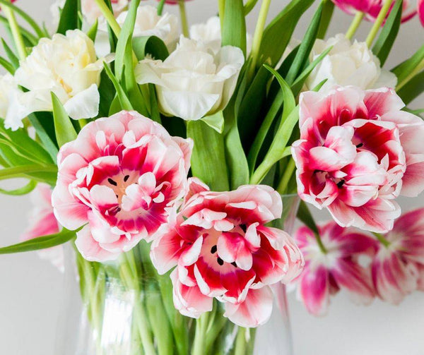 Why We Love Tulips