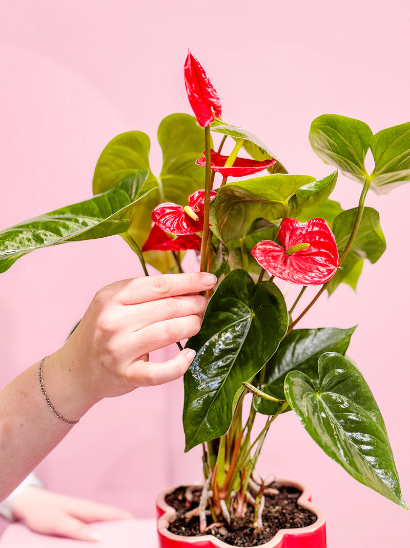 VALENTINE'S DAY: Daydreaming Potted Anthurium