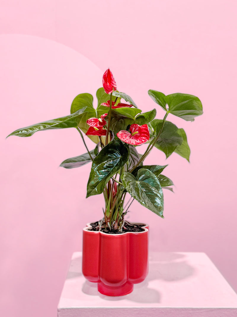 VALENTINE'S DAY: Daydreaming Potted Anthurium