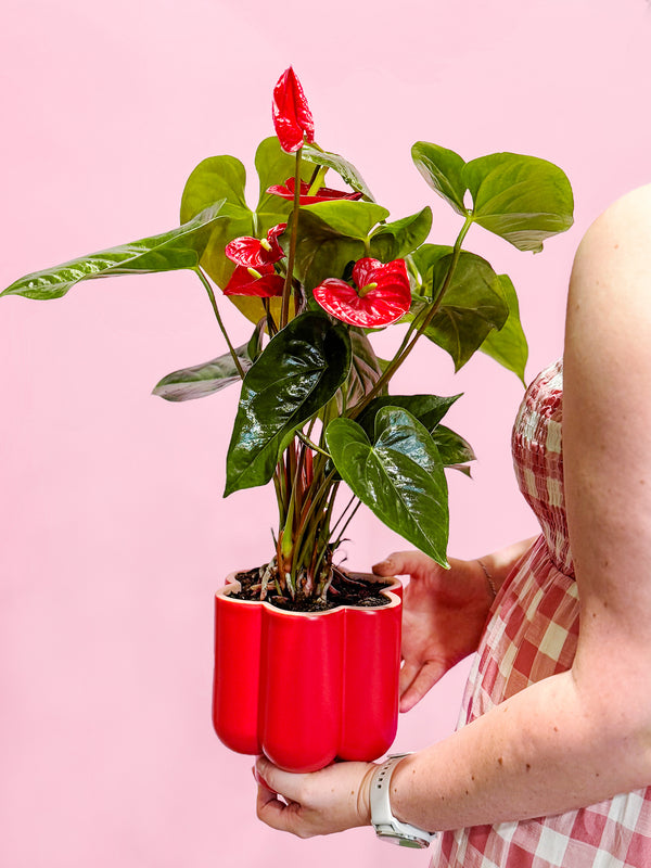 VALENTINE'S DAY: Daydreaming Potted Anthurium