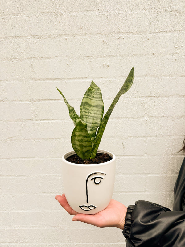 Plant: Snake Plant 120mm & Pot