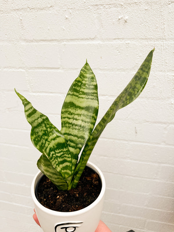 Plant: Snake Plant 120mm & Pot