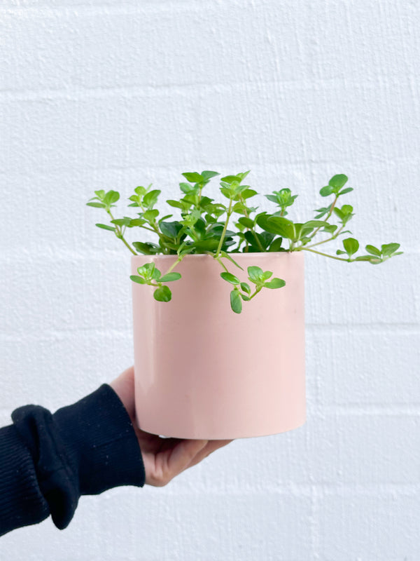 Plant: Peperomia Rondo 120mm & Pot