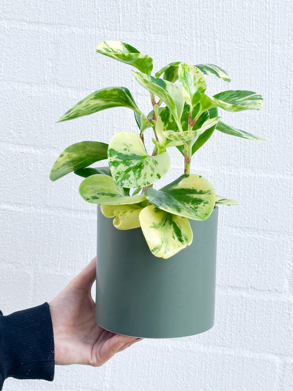Plant: Peperomia Marble 120mm & Pot