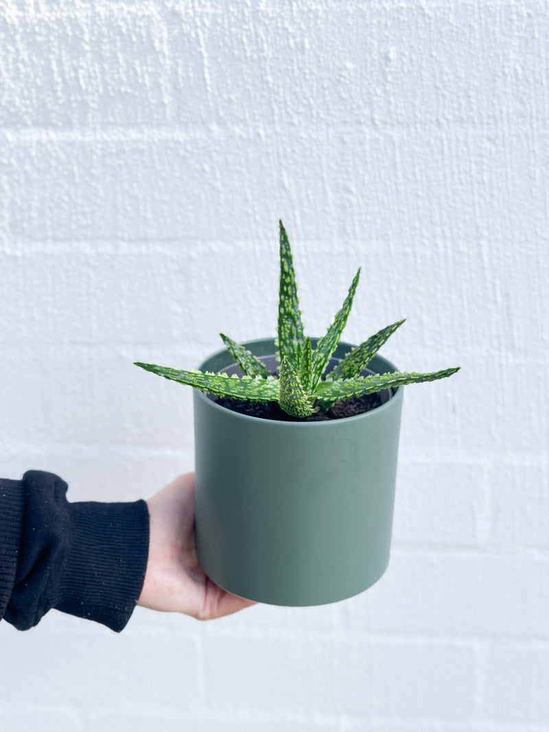 Plant: Haworthia Succulent 120mm & Pot