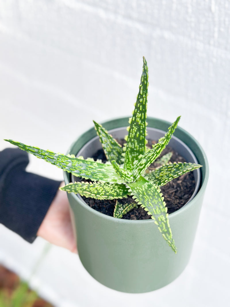 Plant: Haworthia Succulent 120mm & Pot