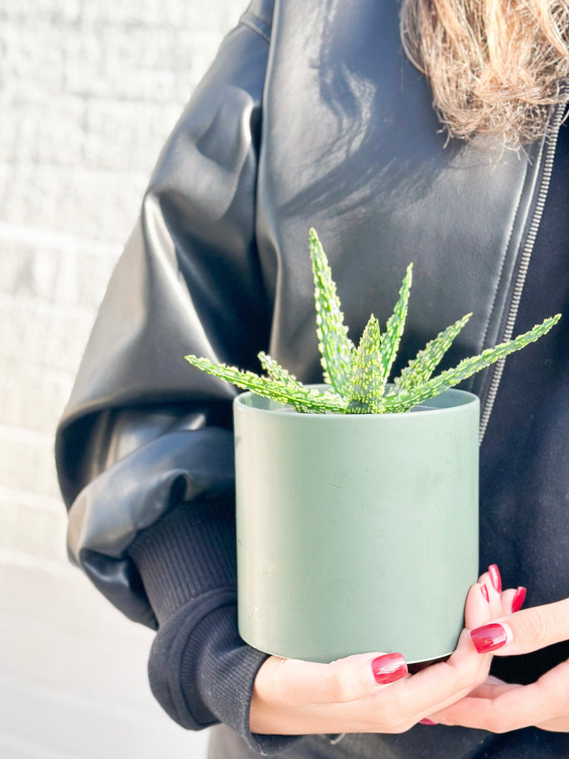 Plant: Haworthia Succulent 120mm & Pot