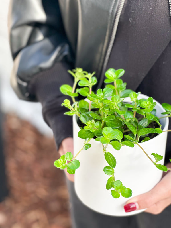 Plant: Peperomia Rondo 120mm & Pot