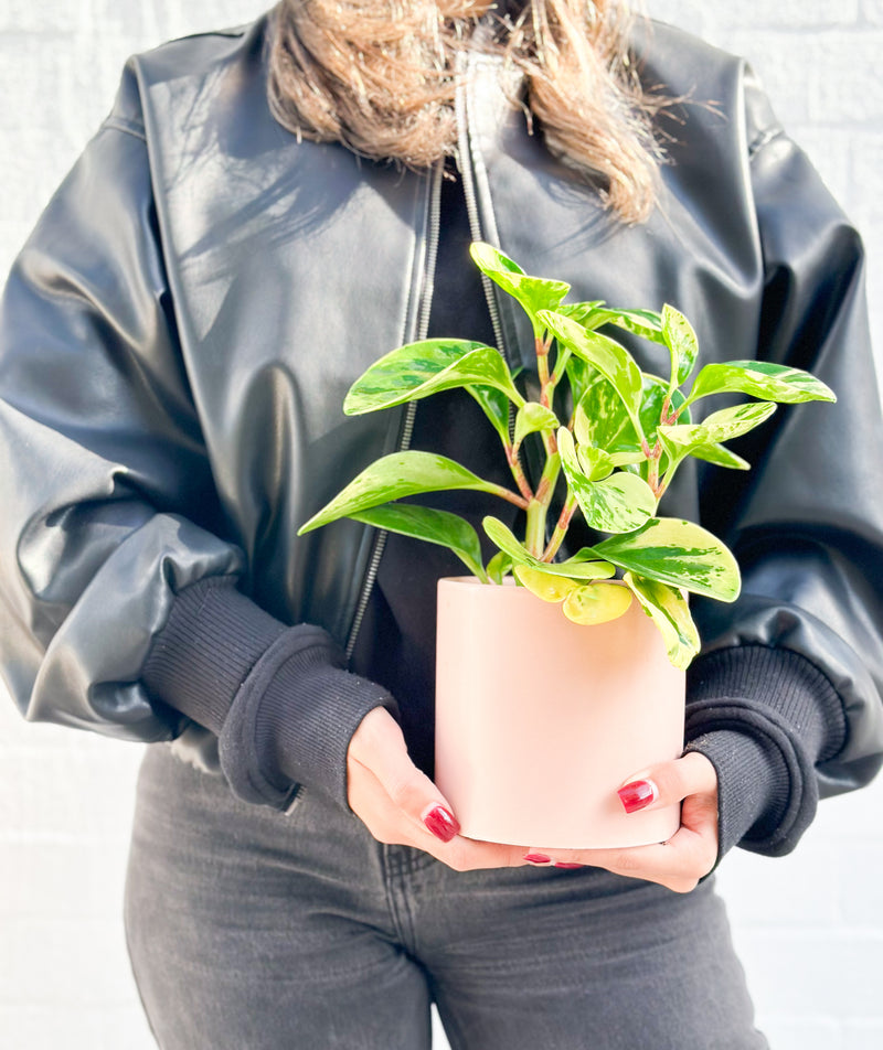 Plant: Peperomia Marble 120mm & Pot