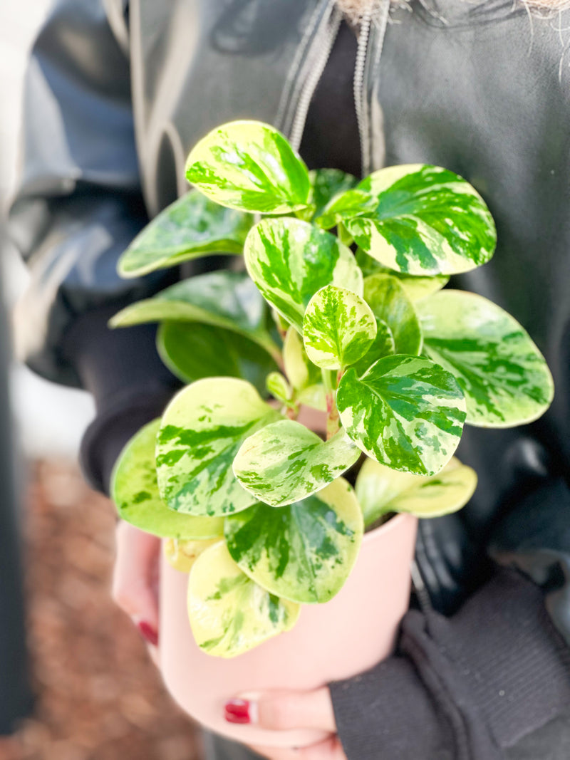 Plant: Peperomia Marble 120mm & Pot