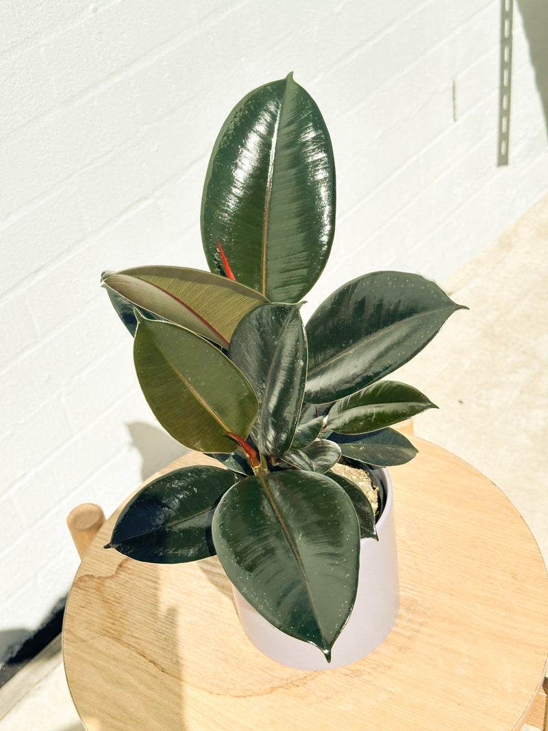 Plant: Rubber Plant 120mm & Pot