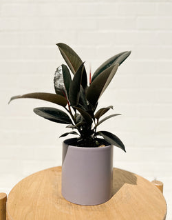 Plant: Rubber Plant 120mm & Pot