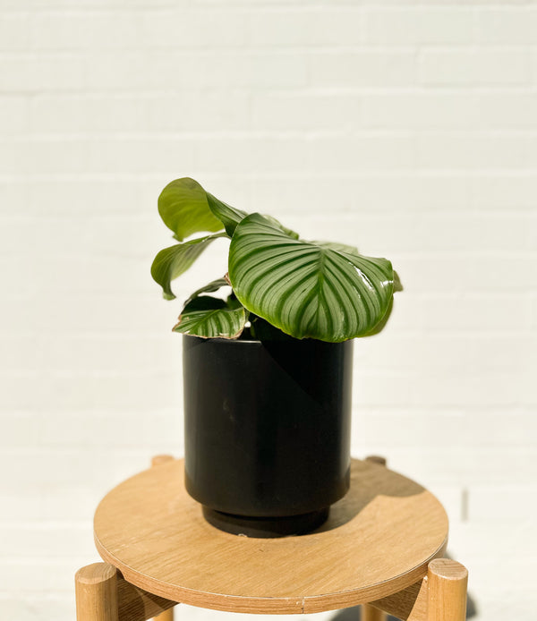 Plant: Calathea Orbifolia & Pot 170mm