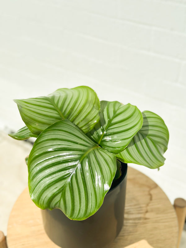 Plant: Calathea Orbifolia & Pot 170mm