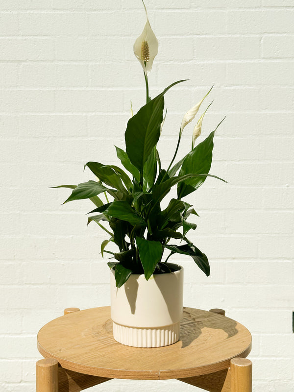 Plant: Peace Lily & Pot (120mm)