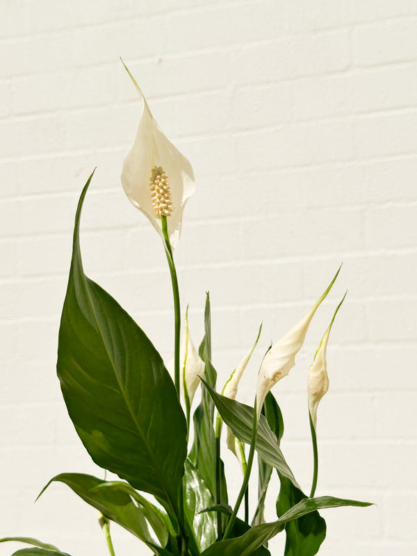 Plant: Peace Lily & Pot (120mm)