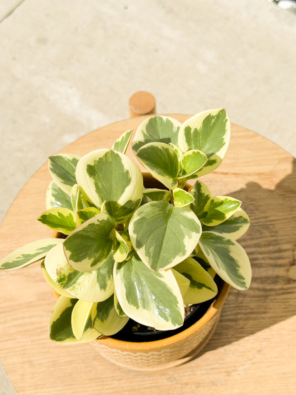 Plant: Peperomia Variegata 120mm & Pot