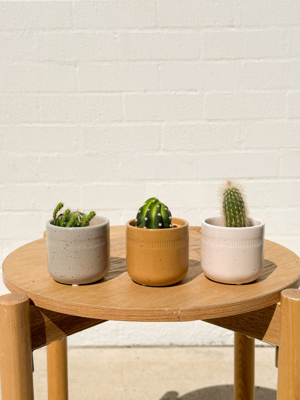 Plant: Mini-Cacti & Mini Pot