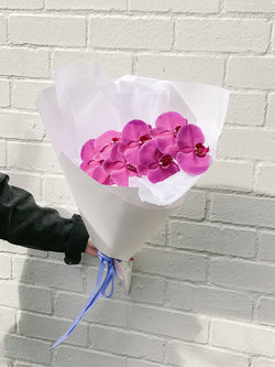 HB Picks | Phalaenopsis Stem Of The Week