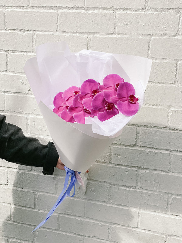 HB Picks | Phalaenopsis Stem Of The Week