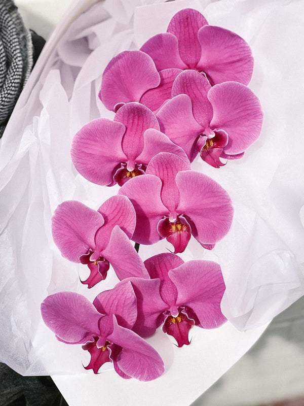 HB Picks | Phalaenopsis Stem Of The Week