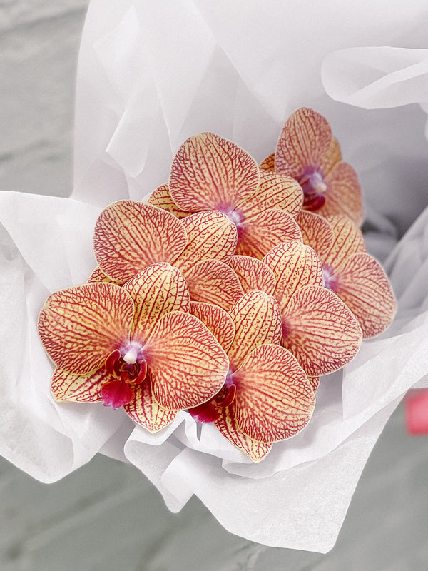 HB Picks | Phalaenopsis Stem Of The Week