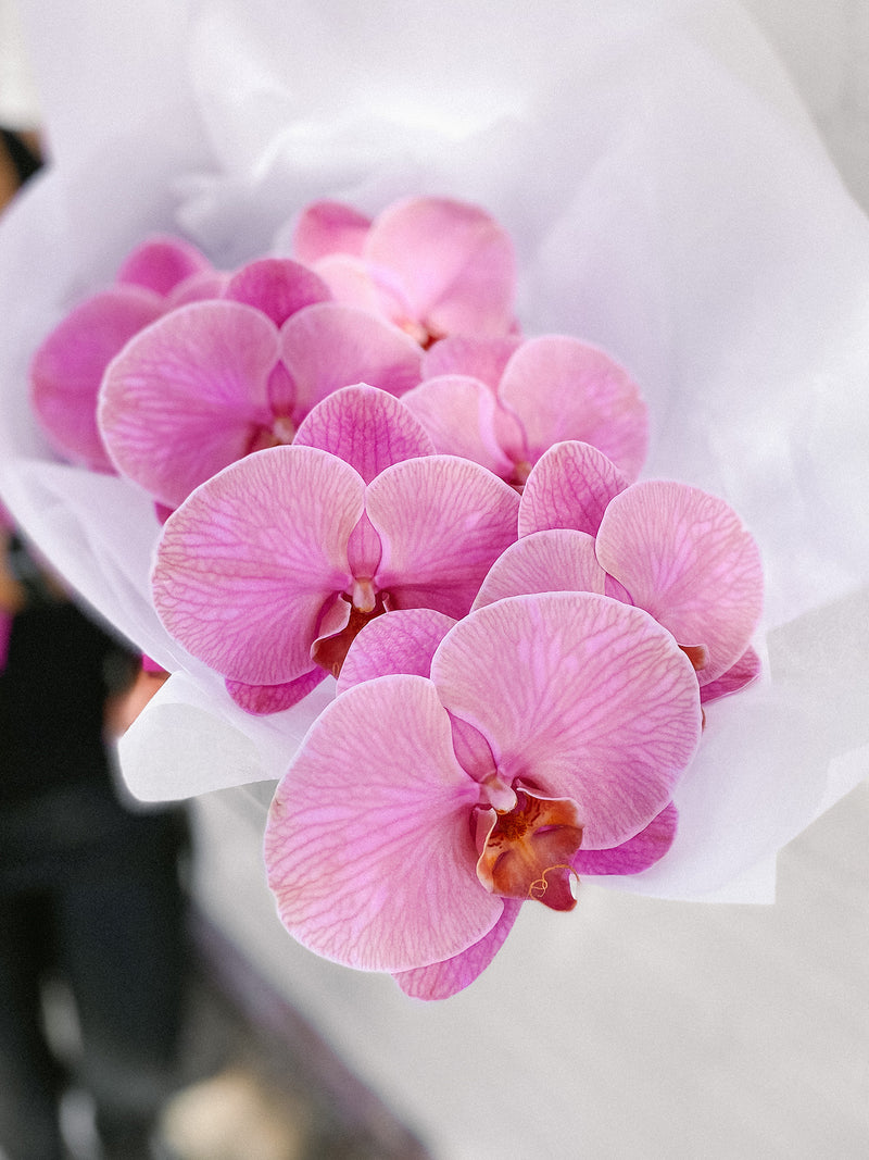 HB Picks | Phalaenopsis Stem Of The Week