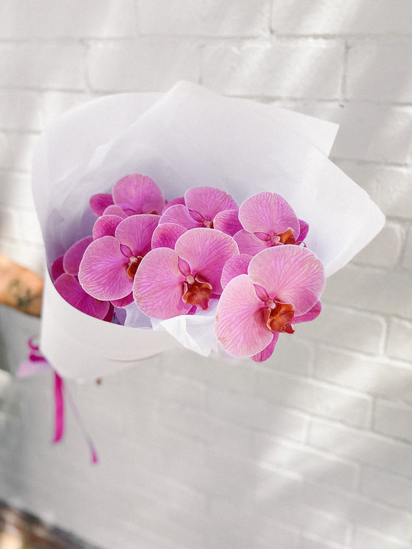 HB Picks | Phalaenopsis Stem Of The Week