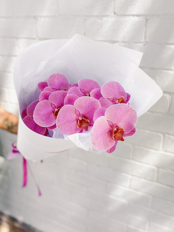 HB Picks | Phalaenopsis Stem Of The Week