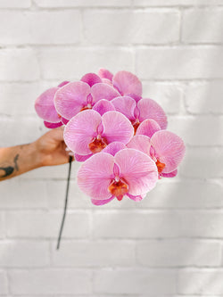 HB Picks | Phalaenopsis Stem Of The Week