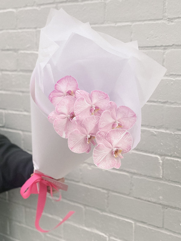 HB Picks | Phalaenopsis Stem Of The Week