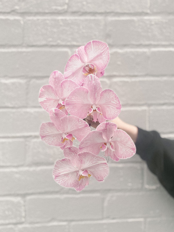 HB Picks | Phalaenopsis Stem Of The Week