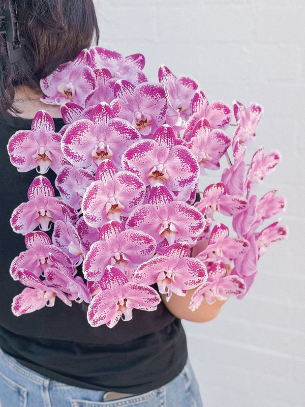 HB Picks | Phalaenopsis Stem Of The Week