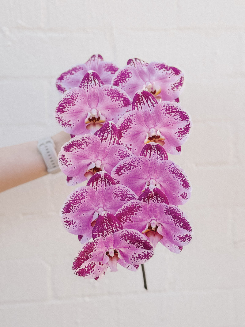 HB Picks | Phalaenopsis Stem Of The Week