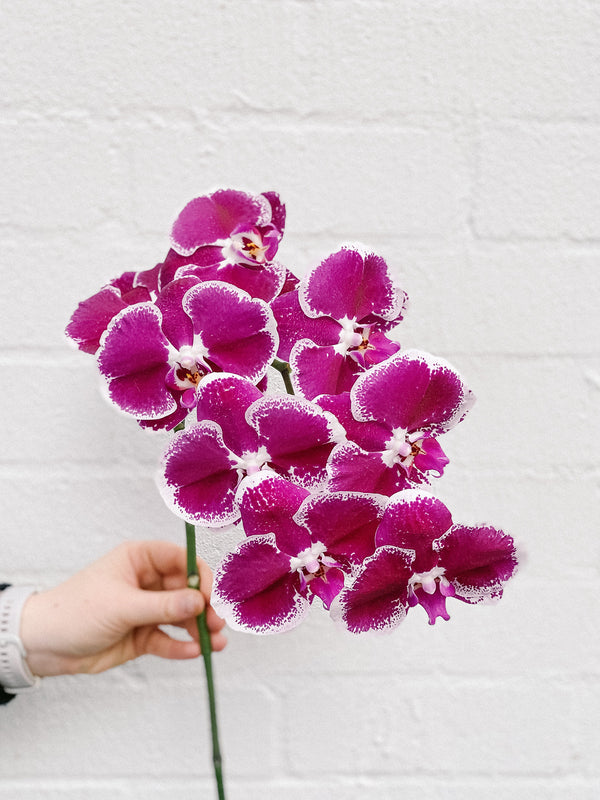 HB Picks | Phalaenopsis Stem Of The Week