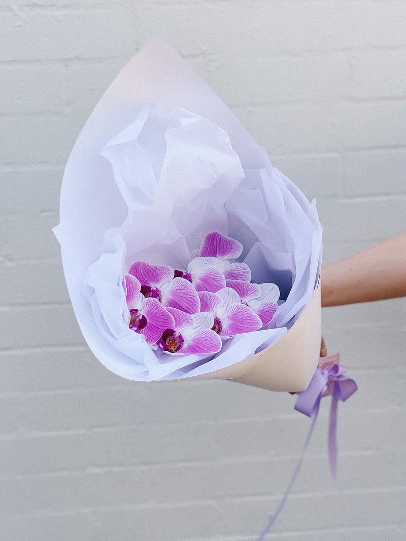 HB Picks | Phalaenopsis Stem Of The Week