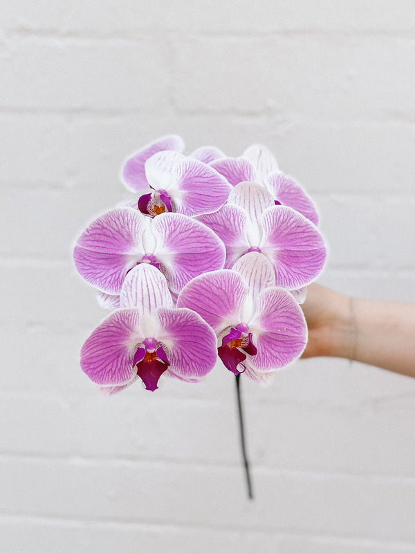 HB Picks | Phalaenopsis Stem Of The Week