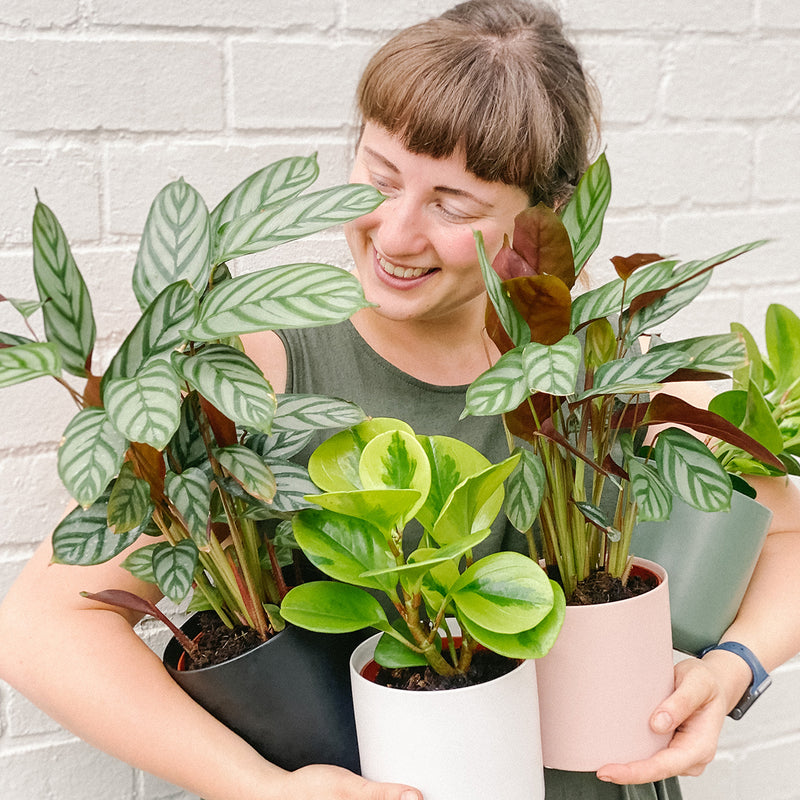 Plants delivered right across Melbourne daily | Hello Blooms