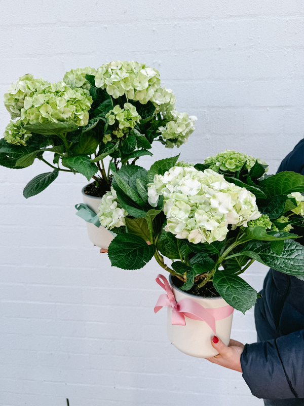 Plant: White Potted Hydrangea