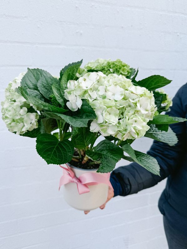 Plant: White Potted Hydrangea
