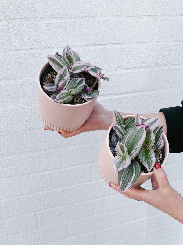 Plant: Tradescantia Nanouk & Pot (120MM)