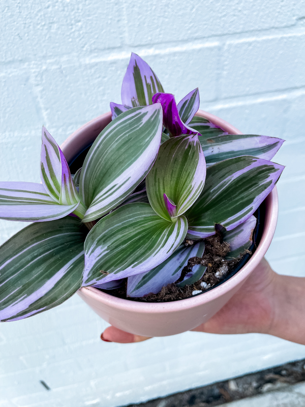 Plant: Tradescantia Nanouk & Pot (120MM)