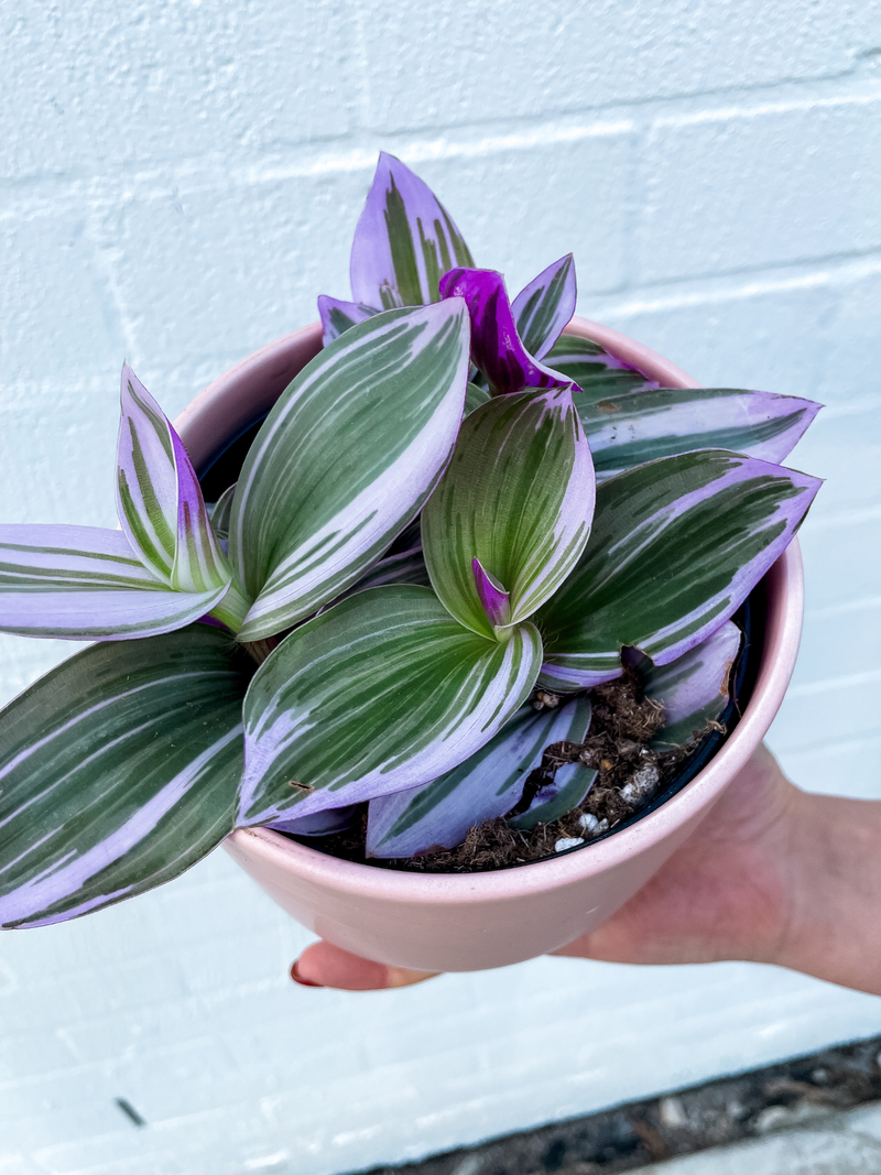 Plant: Tradescantia Nanouk & Pot (120MM)