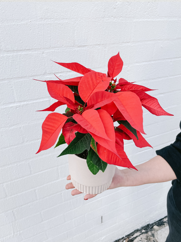 Christmas Plant: Poinsettia 120mm & Pot