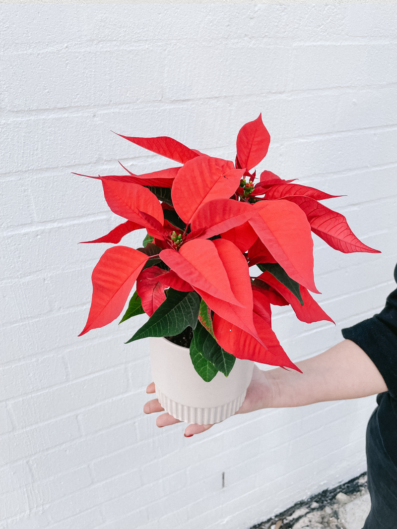 Christmas Plant: Poinsettia 120mm & Pot