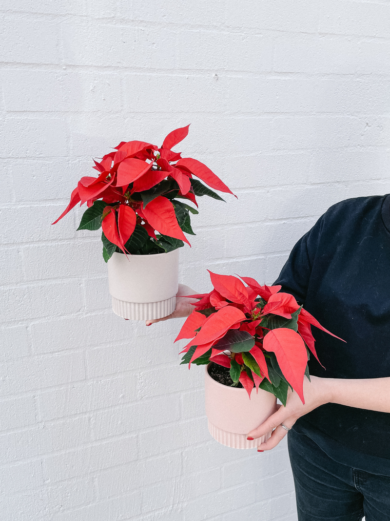 Christmas Plant: Poinsettia 120mm & Pot