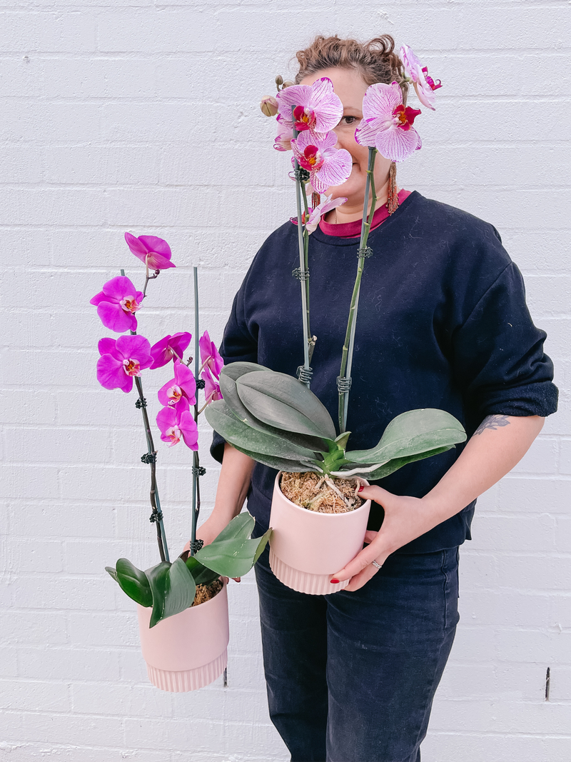 Plant: Potted Phalaenopsis Orchid & Pot