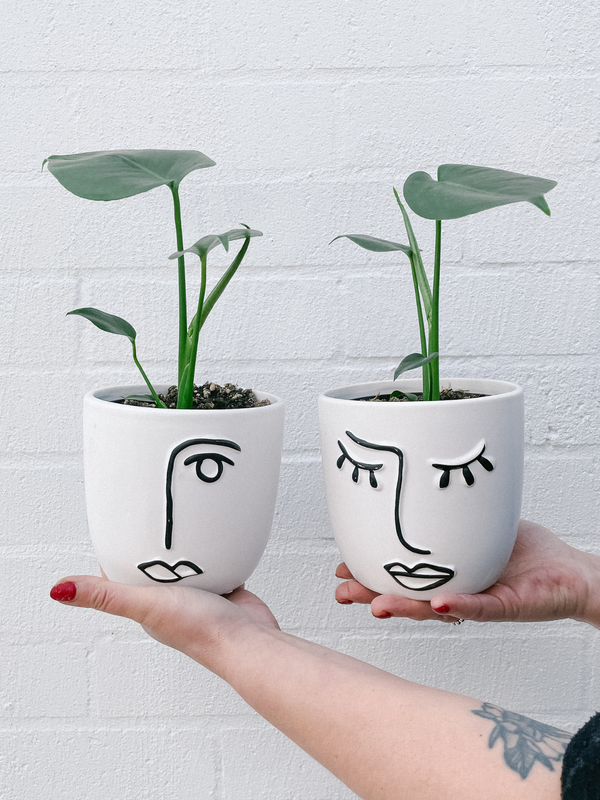 Plant: Monstera Deliciosa 120mm & Pot