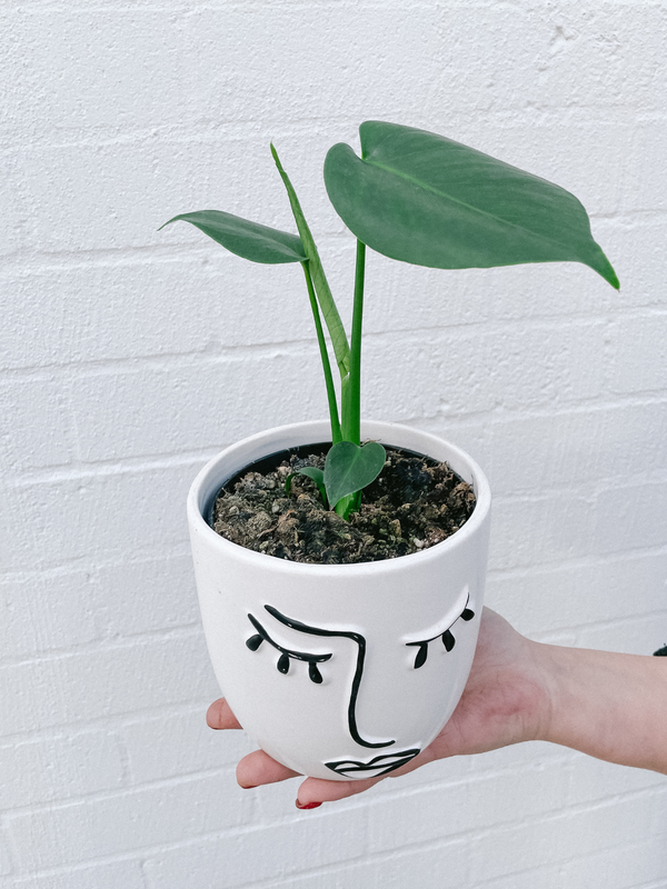 Plant: Monstera Deliciosa 120mm & Pot