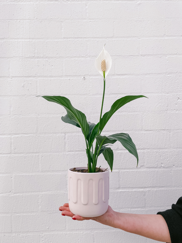 Plant: Peace Lily & Pot (120mm)